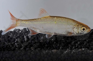 140207_Scardinius-erythrophthalmus_Goldrotfeder_01