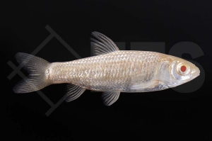 140210_Ctenopharyngodon-idella_Graskarpfen-albino_01