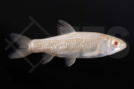 140210_Ctenopharyngodon-idella_Graskarpfen-albino_01