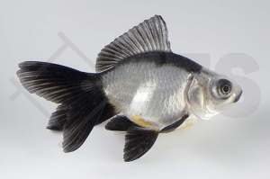 140223_Carassius-auratus_Schleierschwanz-Panda_01