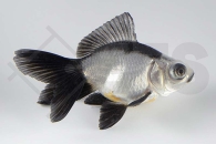 140223_Carassius-auratus_Schleierschwanz-Panda_01