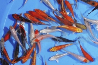 140226_Cyprinus-carpio_Koi-Standard-MIX_01