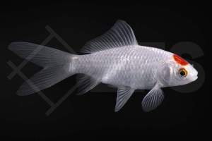 140230_Carassius-auratus_Tancho-Sarassa_01-02