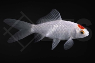 140230_Carassius-auratus_Tancho-Sarassa_01-02