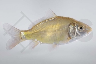 140238_Cyprinus-carpio_Spiegelkarpfen_01