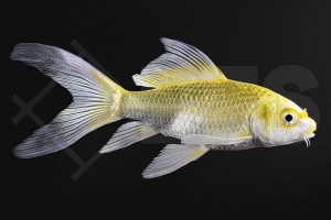 140247_Cyprinus-carpio_ButterflyKoi_Limone_01-04