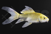 140247_Cyprinus-carpio_ButterflyKoi_Limone_01-04