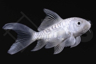 140251_Cyprinus-carpio_ButterflyKoi_Platinum_01-04