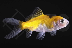 140254_Carassius-auratus_Shubunkin_gelbschwarz_01-05