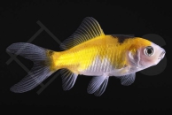 140254_Carassius-auratus_Shubunkin_gelbschwarz_01-05