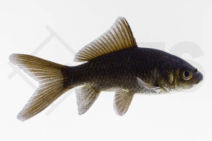 140255_Carassius-auratus_Goldfisch_schwarz_01