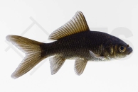140255_Carassius-auratus_Goldfisch_schwarz_01