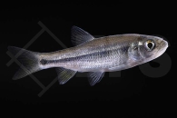 140256_Candida-barbata_Pferdemaul-Zacco_01