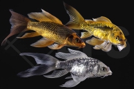 140258_Cyprinus-carpio_Butterflykoi-Kabuto_01-04_02