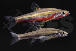 140261_Notropis-erythrogaster_Rotbauchelritze_01