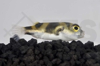 150004_Colomesus-asellus_Suesswasserkugelfisch_01