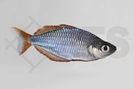 150009_Melanotaenia-praecox_Diamant-Regenbogenfisch_01