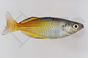 150011_Melanotaenia-boesemani_Boesemans-Regenbogenfisch_01