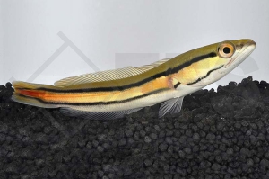 150019_Channa-micropeltes_Goldlinienschlangenkopf_01