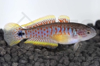 150020_Tateurdina-ocellicauda_Schwanzfleck-Schlaefergrundel_01