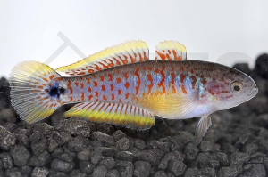 150020_Tateurdina-ocellicauda_Schwanzfleck-Schlaefergrundel_01