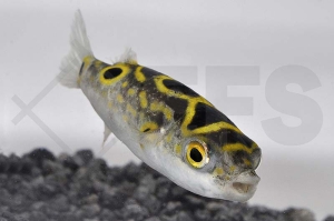 150023_Tetraodon-biocellatus_Palembang-Kugelfisch_01