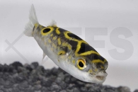 150023_Tetraodon-biocellatus_Palembang-Kugelfisch_01
