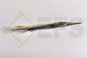 150027_Dermogenys-pusillus_Sumatra-Halbschnaebler_01