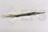 150027_Dermogenys-pusillus_Sumatra-Halbschnaebler_01