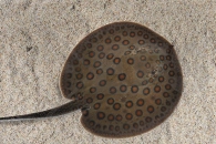 150037_Potamotrygon-motoro_Pfauenaugen-Stechrochen_01