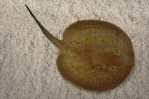 150043_Potamotrygon-hystrix_Marmorierter-Stachelrochen_01