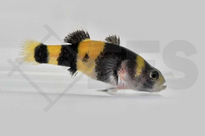 150044_Hypogymnogobius-xanthozona_Goldringelgrundel_01