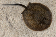 150047_Potamotrygon-reticulatus_Netzstachelrochen_01
