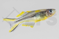 150056_Pseudomugil-furcatus_Gabelschwanz-Regenbogenfisch_02