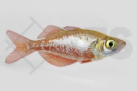 150058_Glossolepis-incisus_Lachsroter-Regenbogenfisch_01
