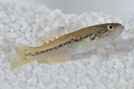 150059_Mogurnda-Mogurnda_Tuepfelgrundel_01