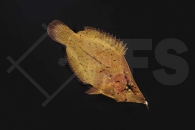 150060_Monocirrhus-polyacathus_Blattfisch_01