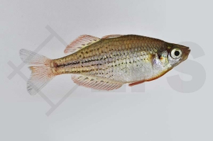 150061_Melanotaenia-maccullochi_Zwergregenbogenfisch_01