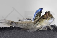 150068_Periophthalmus-barbarus_Schlammspringer_01