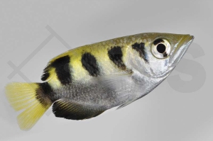 150071_Toxotes-chatareus_Schuetzenfisch_01