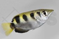 150071_Toxotes-chatareus_Schuetzenfisch_01