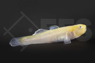 150079_Chlamydogobius-eremius_Wuestengrundel-gold_01