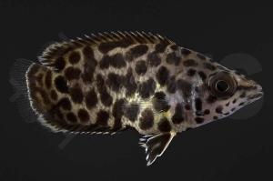 150089_ctenopoma-acustirostre_Leopardbuschfisch_02