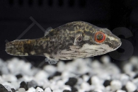 150090_Tetraodon-lorteti_Rotaugenkugelfisch_01