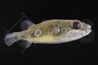 150095_Pao-leiurus_Augenfleck-Kugelfisch_01