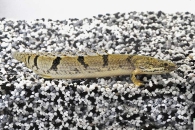 150096_Polypterus-delhezi_Zaire-Floesselhecht_01