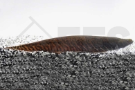 150101_Gymnotus-carapo_Gebaendeter-Messerfisch_01