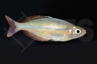 150104_Melanotaenia-herbertaxelrodi_Lake-Tebera-Regenbogenfisch_01