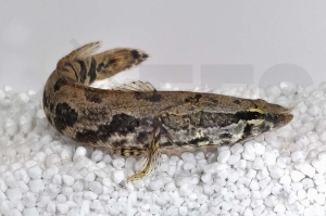 150106_Parachanna-obscura_Dunkelbaeuchiger-Schlangenkopf_01