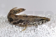 150106_Parachanna-obscura_Dunkelbaeuchiger-Schlangenkopf_01